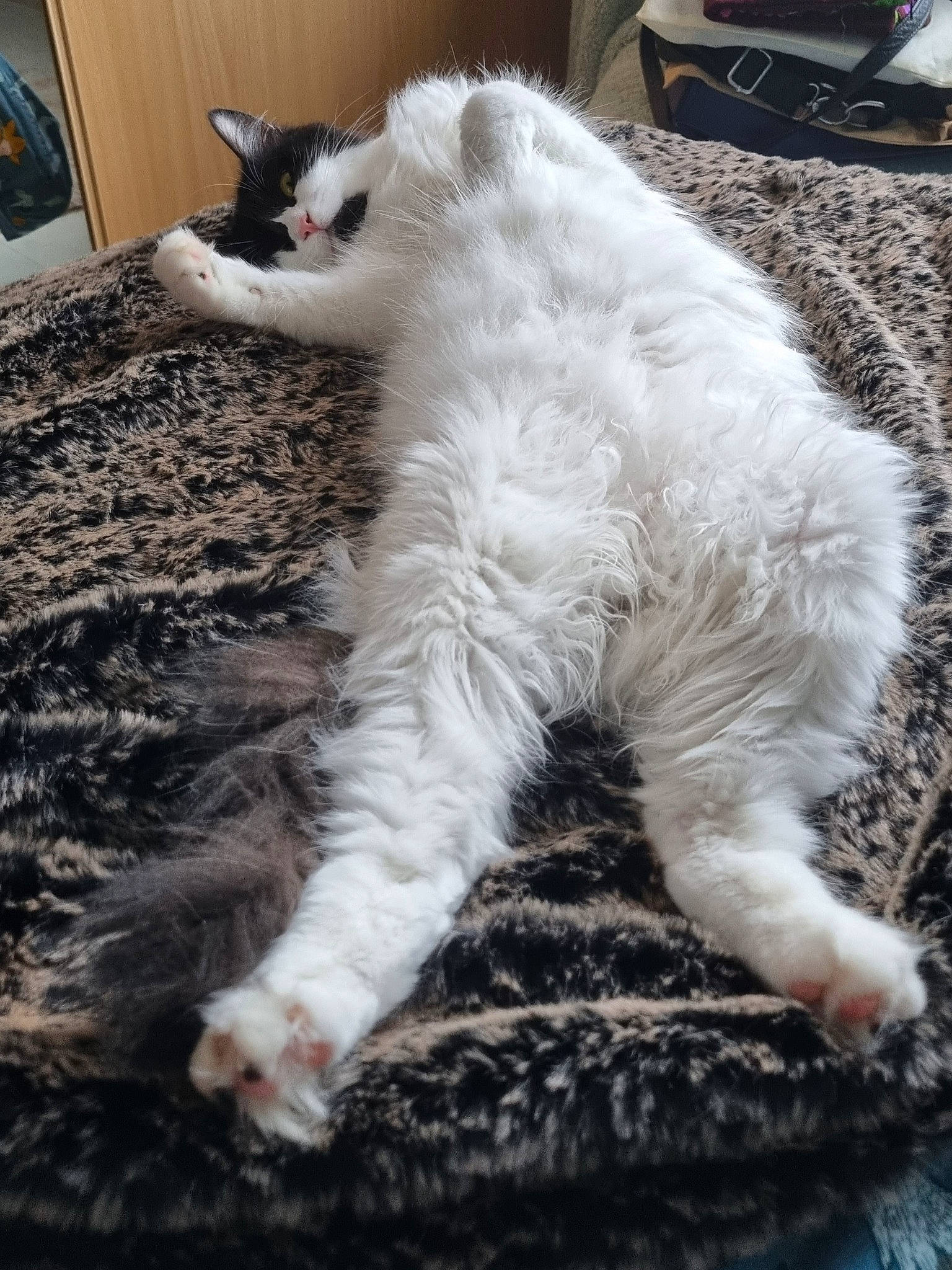 Milo a rejoint le concours — aidez-le/la à gagner de superbes lots ! british_longhair, carnivore, cat, claw, domestic_short_haired_cat, felidae, flooring, fur, metal, paw, small_to_medium_sized_cats, snout, tail, terrestrial_animal, whiskers, window