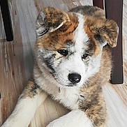 Mako participe au concours pour gagner de l'argent avec cette photo : akita, ancient_dog_breeds, canadian_eskimo_dog, canidae, carnivore, companion_dog, dog, dog_breed, greenland_dog, mammal, native_american_indian_dog, puppy, rare_breed_dog, siberian_husky, sporting_group, thai_bangkaew_dog, vertebrate, west_siberian_laika, wolfdog, working_dog