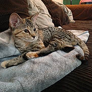 Lily is registered to the contest to win money with this photo: cat, tabby, pet, animal, feline, blanket, couch, pillows, indoor, cozy, resting, fur, ears, whiskers, relaxed, home, living_room, soft, comfort, alert