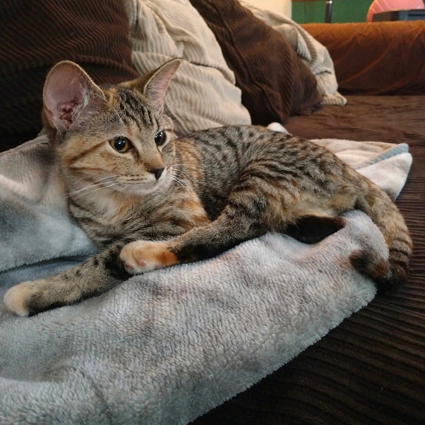 Lily is registered to the contest to win money with this photo: alert, animal, blanket, cat, comfort, couch, cozy, ears, feline, fur, home, indoor, living_room, pet, pillows, relaxed, resting, soft, tabby, whiskers