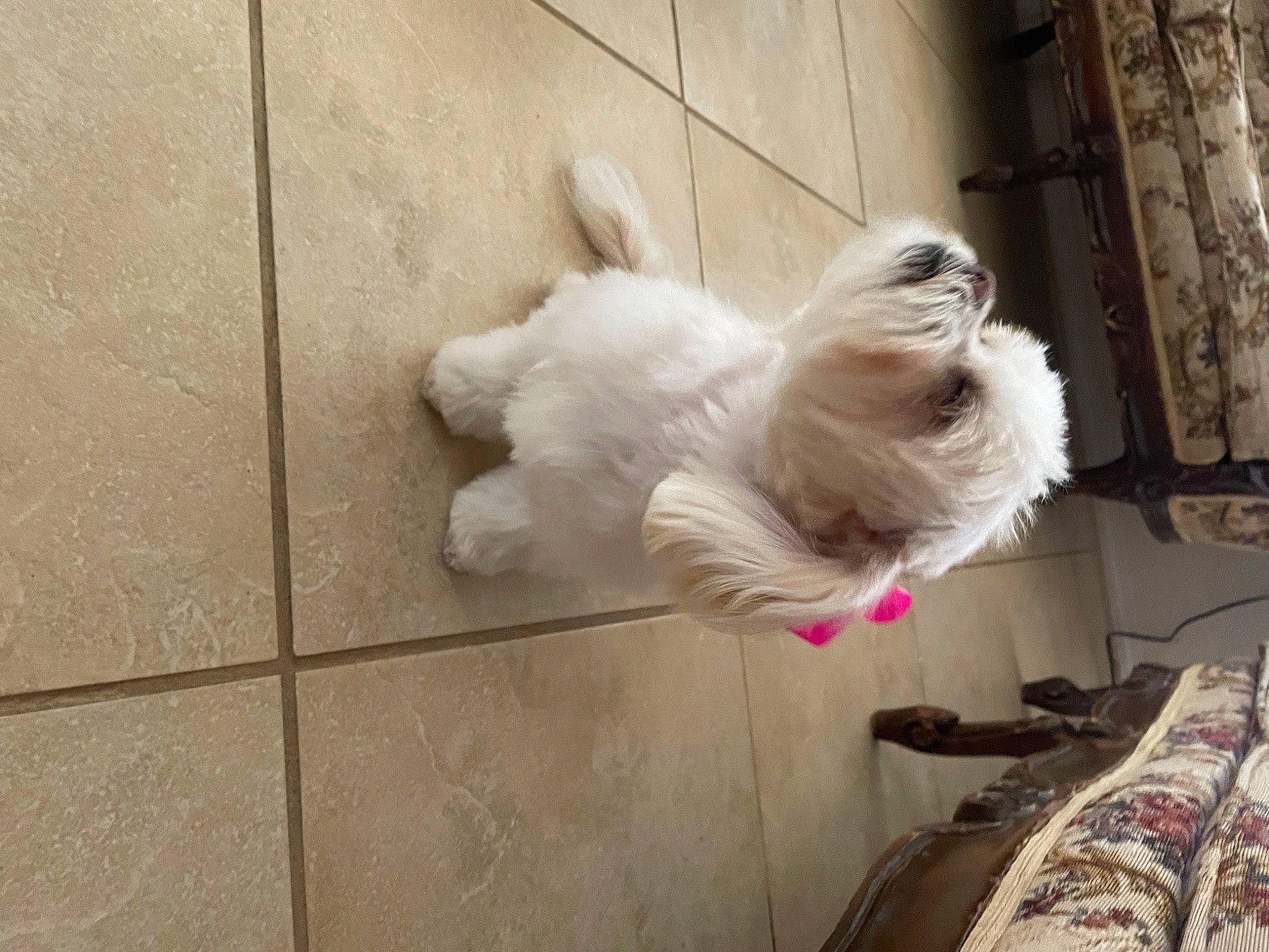 Kyra joined the competition — help win amazing prizes! canidae, carnivore, companion_dog, dog, dog_breed, dog_supply, fawn, felidae, flooring, fur, paw, small_terrier, small_to_medium_sized_cats, snout, sporting_group, tail, terrier, toy_dog, whiskers, working_animal