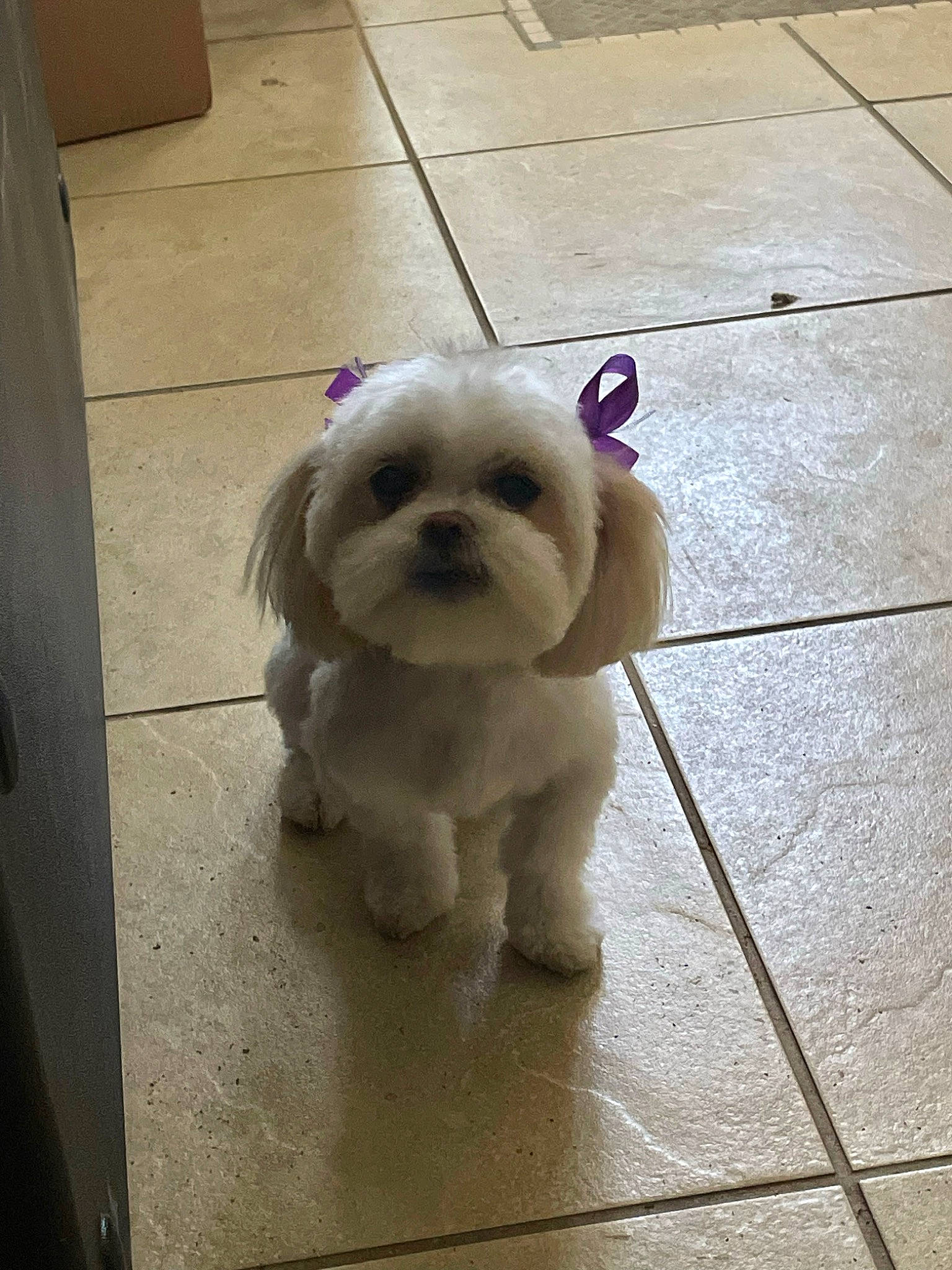 Kyra joined the competition — help win amazing prizes! canidae, carnivore, collar, companion_dog, dog, dog_breed, dog_clothes, dog_collar, dog_supply, fawn, floor, flooring, fur, leash, snout, sporting_group, tail, toy_dog, wood, working_animal