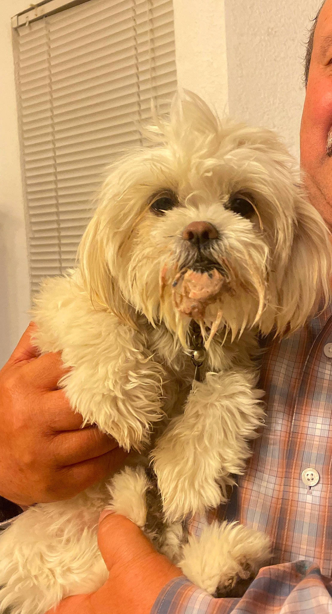 Kyra joined the competition — help win amazing prizes! canidae, carnivore, companion_dog, dog, dog_breed, fur, glasses, liver, maltepoo, poodle_crossbreed, puppy, puppy_love, shih_poo, small_terrier, snout, sporting_group, terrier, toy_dog, working_animal, yorkipoo