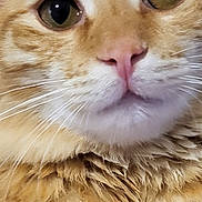Guizmo participe au concours pour gagner de l'argent avec cette photo : cat, orange_tabby, close_up, fur, whiskers, nose, eyes, pet, animal, domestic_cat, cute, face, mammal, feline, indoor, portrait, curious, soft, fluffy, closeup