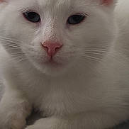 Neige a rejoint le concours — aidez-le/la à gagner de superbes lots ! cat, white_cat, close_up, pet, animal, feline, ears, nose, whiskers, paw, resting, blanket, cozy, indoor, cute, fur, soft, relaxed, domestic_animal, portrait