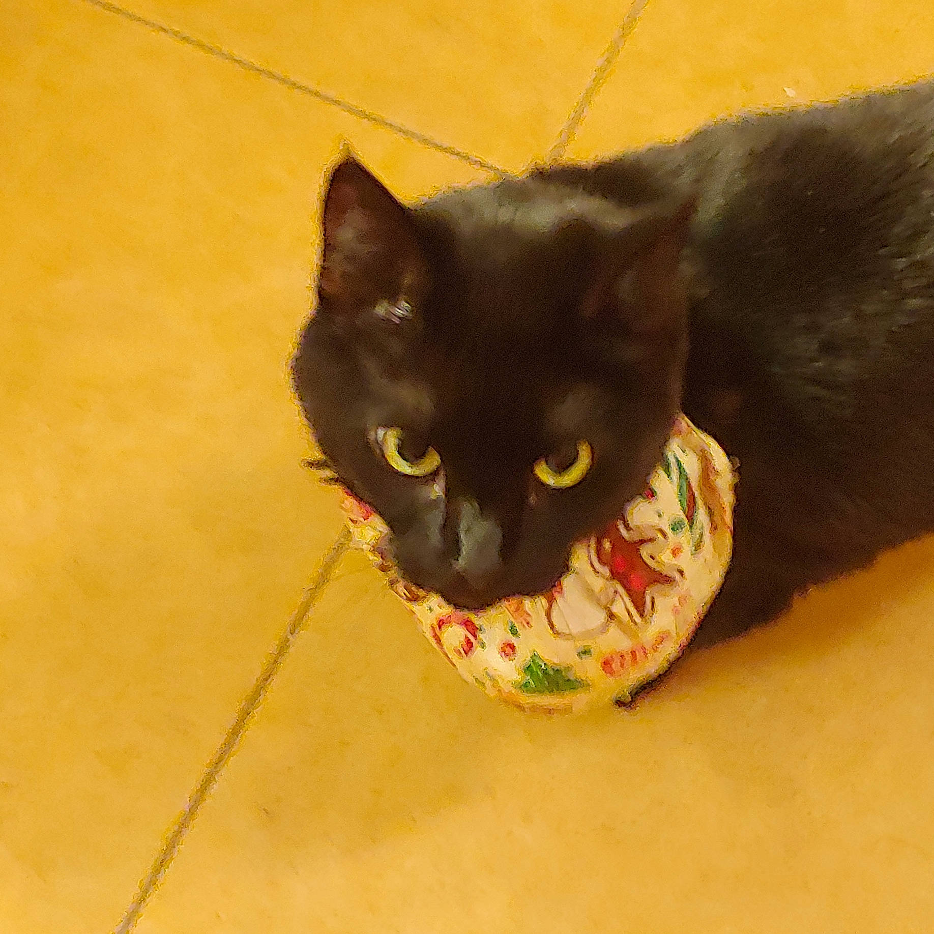 Faith joined the competition — help win amazing prizes! black_cat, bombay, carnivore, cat, cat_supply, claw, comfort, domestic_short_haired_cat, felidae, flooring, fur, hardwood, plant, small_to_medium_sized_cats, snout, tail, terrestrial_animal, whiskers, window, wood