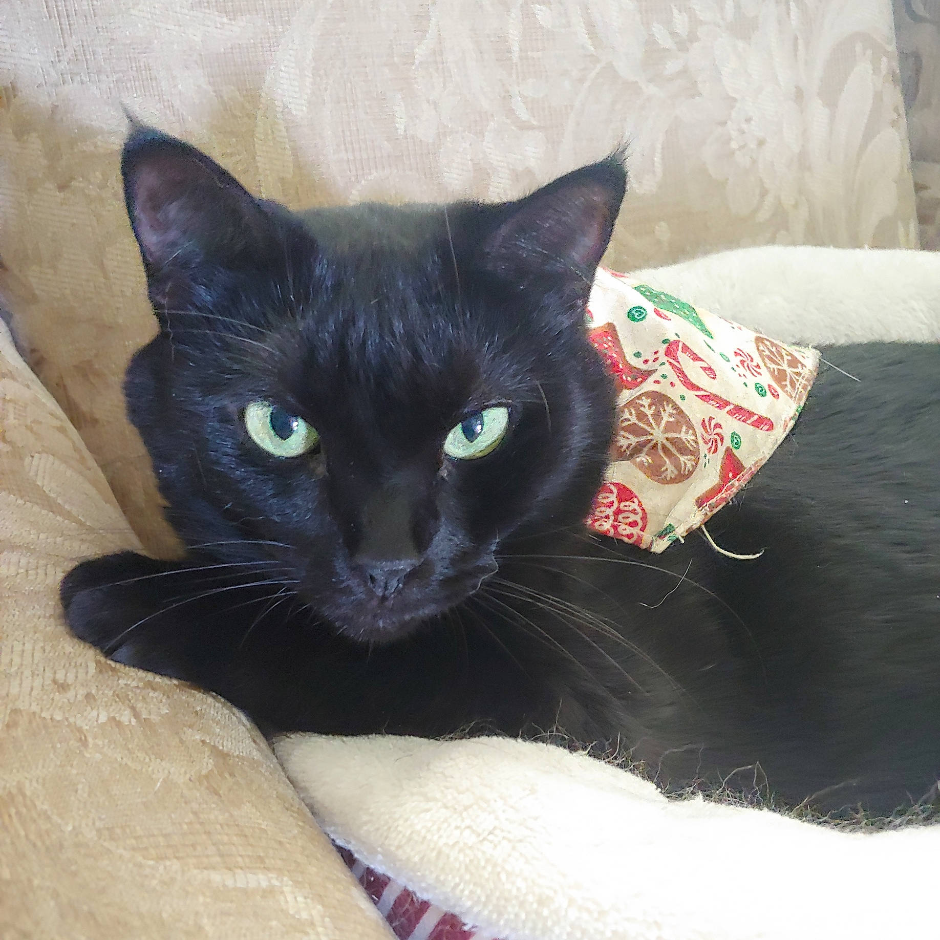 Faith is registered to the contest to win money with this photo: black_cat, bombay, carnivore, cat, cat_bed, cat_furniture, cat_supply, comfort, domestic_short_haired_cat, felidae, fur, pet_supply, small_to_medium_sized_cats, snout, tail, whiskers