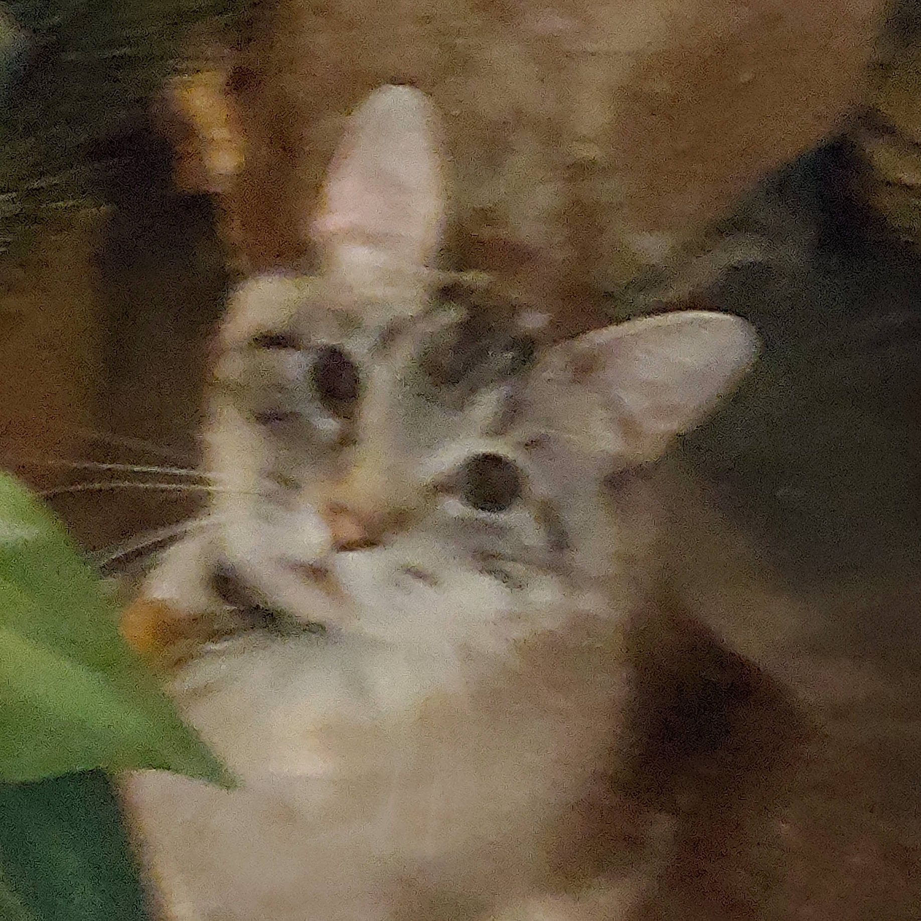 Bottle Rocket joined the competition — help win amazing prizes! carnivore, cat, domestic_short_haired_cat, fawn, felidae, fur, grass, paw, plant, small_to_medium_sized_cats, tail, terrestrial_animal, tree, visual_arts, whiskers, window, wood