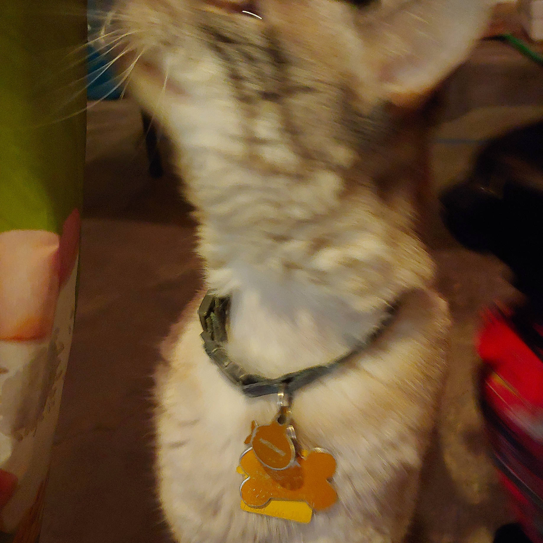 Bottle Rocket joined the competition — help win amazing prizes! carnivore, claw, collar, companion_dog, dog_breed, dog_collar, event, fang, fashion_accessory, felidae, foot, fur, fur_clothing, jewellery, leash, paw, small_to_medium_sized_cats, sporting_group, tail, whiskers