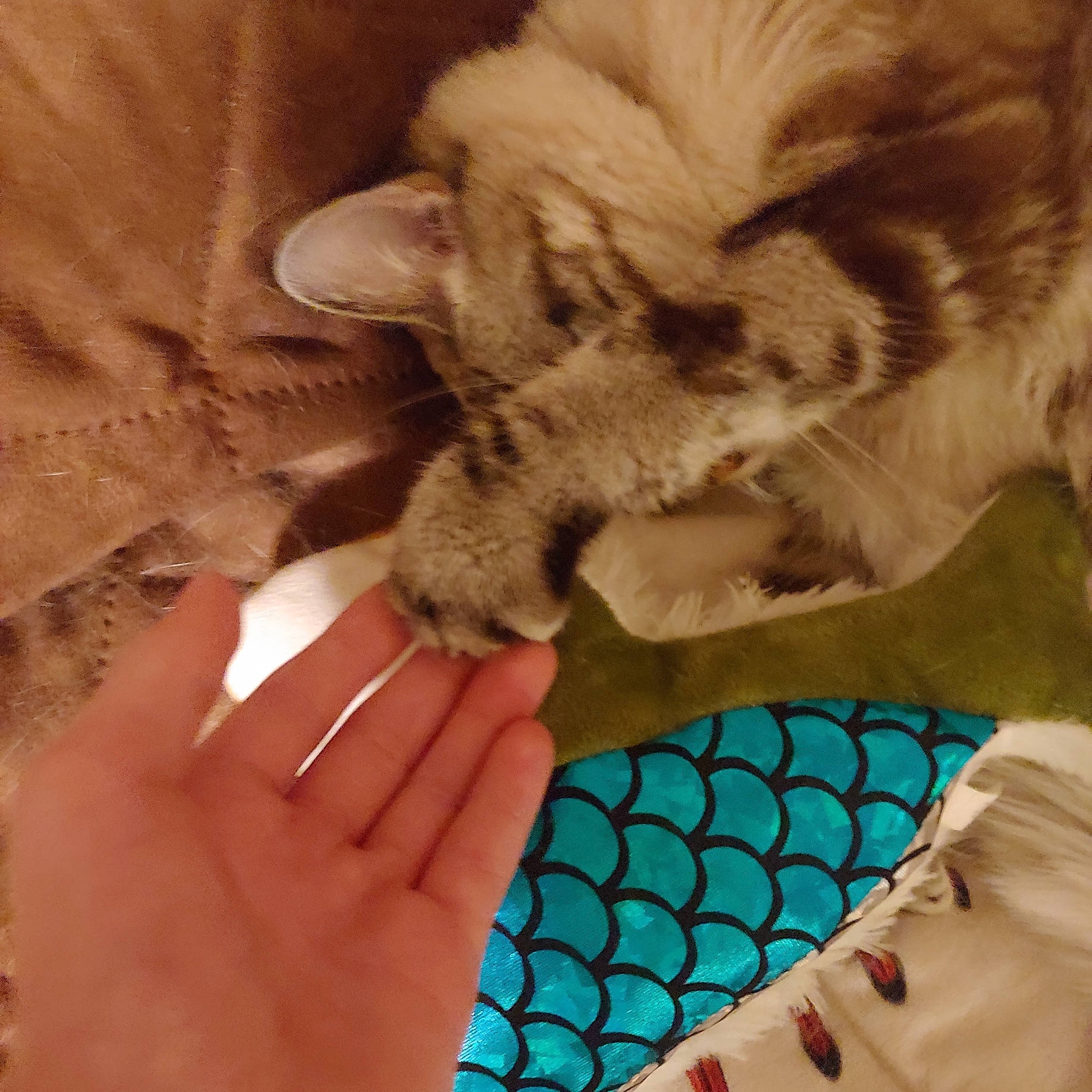 Bottle Rocket joined the competition — help win amazing prizes! carnivore, cat, close_up, companion_dog, dog_breed, electric_blue, fashion_accessory, fawn, felidae, finger, fur, gesture, nail, pattern, paw, small_to_medium_sized_cats, snout, thumb, whiskers, wrist