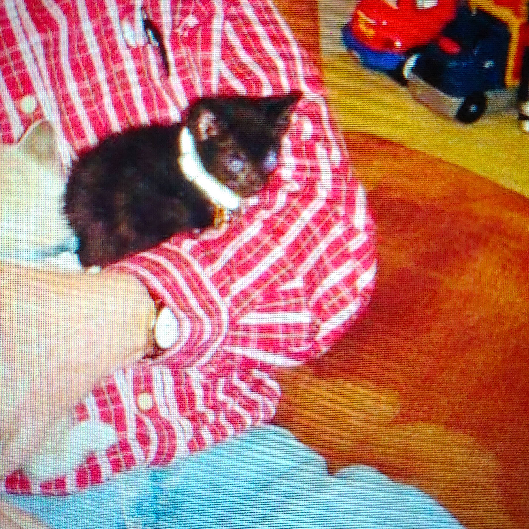 Thundercracker joined the competition — help win amazing prizes! black_cat, carnivore, cat, cat_supply, comfort, companion_dog, domestic_short_haired_cat, fawn, felidae, flooring, human_leg, lap, linens, mammal, pattern, small_to_medium_sized_cats, tail, textile, vertebrate, whiskers