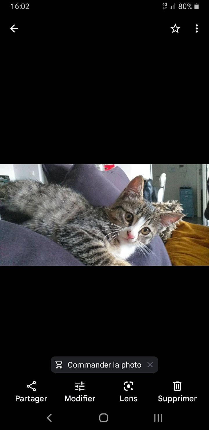 Cachemire a rejoint le concours — aidez-le/la à gagner de superbes lots ! automotive_lighting, carnivore, cat, darkness, domestic_short_haired_cat, felidae, font, fur, paw, photo_caption, small_to_medium_sized_cats, tail, whiskers, wildlife