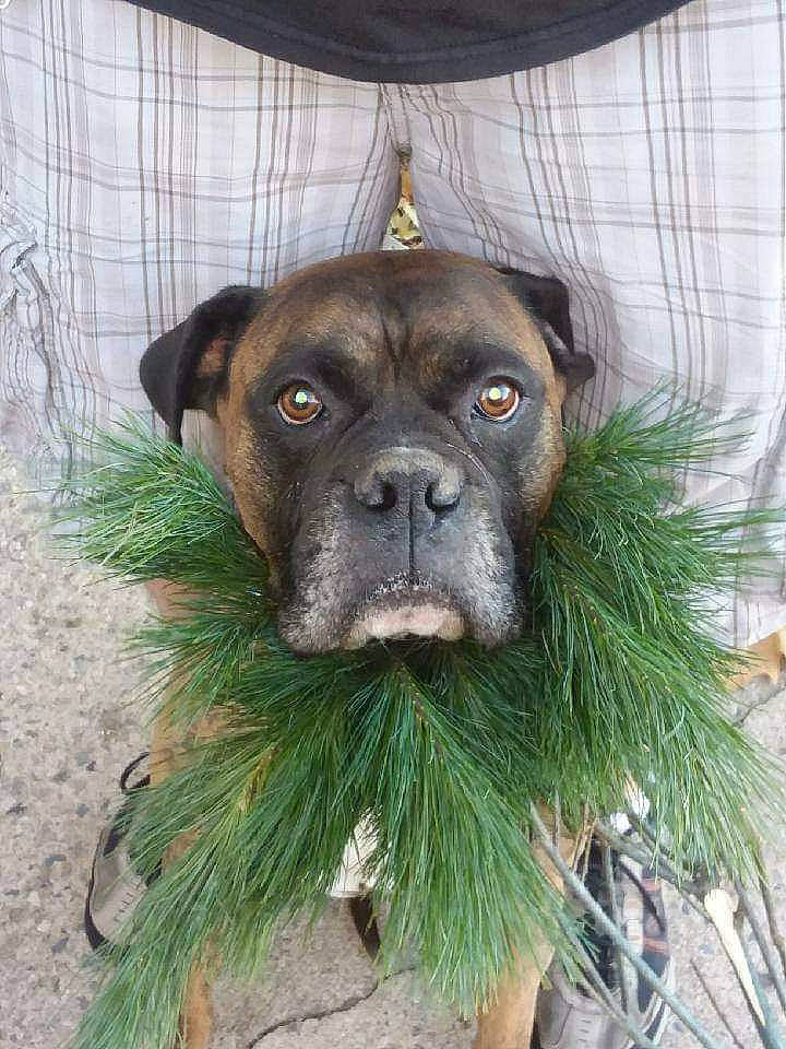 Rufus is registered to the contest to win money with this photo: bandog, boerboel, boxer, bullmastiff, cane_corso, canidae, carnivore, dog, dog_breed, fawn, mammal, perro_de_presa_canario, rare_breed_dog, snout, sporting_group, vertebrate