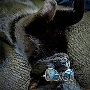 Midnight is registered to the contest to win money with this photo: black_cat, cat, sunglasses, upside_down, relaxed, indoor, couch, furniture, pet, whiskers, reflection, cool, lying_down, fur, close_up, domestic_cat, animal, cute, window_reflection, ceiling_fan