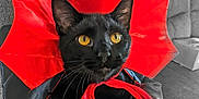 Midnight is registered to the contest to win money with this photo: black_cat, yellow_eyes, costume, red_collar, pet, indoor, feline, curious, sitting, couch, fabric, closeup, animal, whiskers, ears, fur, home, cute, portrait, playful