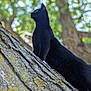 Midnight joined the competition — help win amazing prizes! black_cat, tree, outdoor, nature, animal, feline, moss, bark, daylight, pet, wildlife, close_up, blurred_background, greenery, sunlight, looking_up, profile_view, mammal, fur, branch