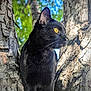 Midnight joined the competition — help win amazing prizes! black_cat, animal, tree, outdoor, nature, fur, yellow_eyes, wildlife, closeup, daylight, pet, mammal, whiskers, branch, tree_bark, focus, profile, alert, sunlight, greenery