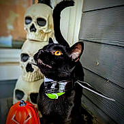 Midnight joined the competition — help win amazing prizes! amber_eyes, animal, black_cat, cat, collar, curious, decoration, feline, gray_siding, green_tag, halloween, holiday, jack_o_lantern, night, orange, pet, porch, pumpkin, skull_decorations, spooky
