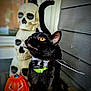 black_cat, cat, amber_eyes, collar, green_tag, jack_o_lantern, pumpkin, skull_decorations, halloween, porch, gray_siding, orange, spooky, animal, pet, curious, feline, decoration, holiday, night