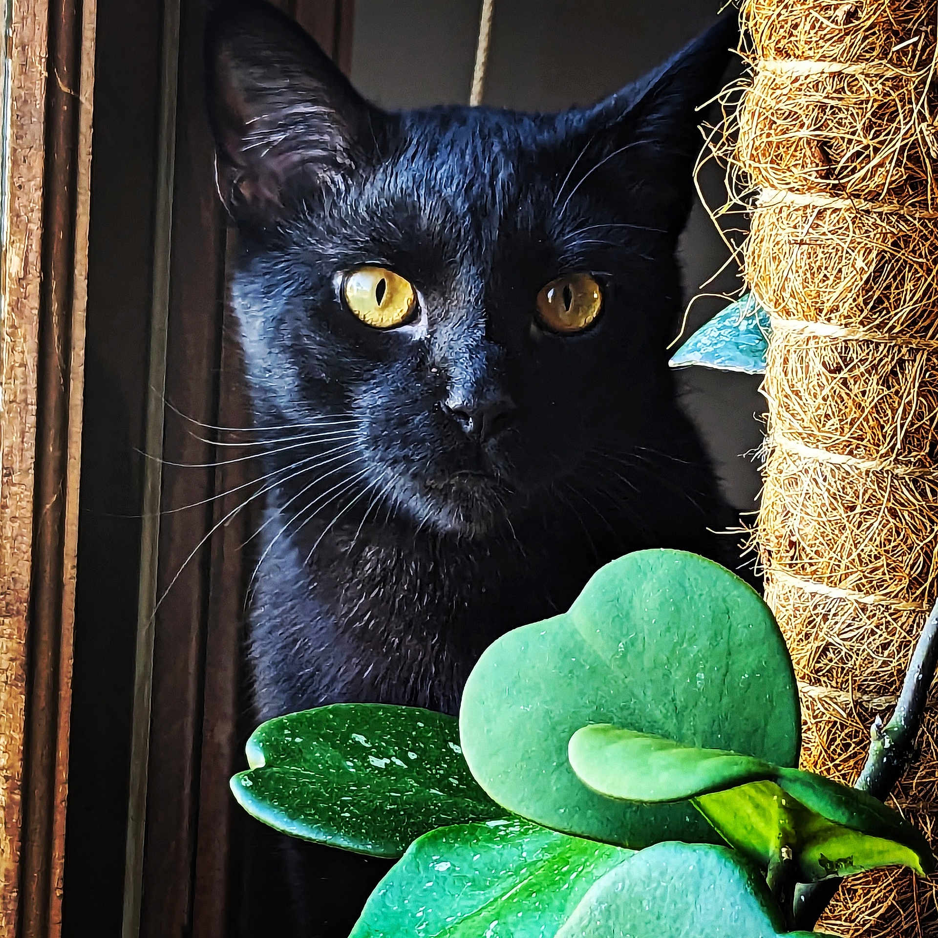 Midnight joined the competition — help win amazing prizes! animal, black_cat, cat, close_up, curious, eyes, feline, green_leaves, houseplant, indoor, leaf, natural_light, nature, pet, plant, portrait, texture, whiskers, window, wood
