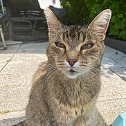Eros a rejoint le concours — aidez-le/la à gagner de superbes lots ! cat, tabby, animal, pet, outdoor, sunlight, feline, whiskers, ears, face, fur, tail, pavement, greenery, shadows, nature, relaxed, sitting, close_up, daylight