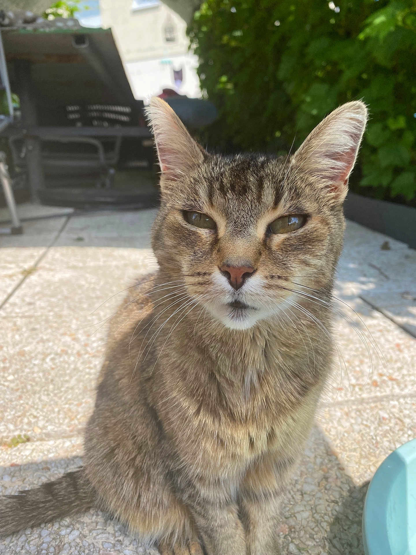 Eros a rejoint le concours — aidez-le/la à gagner de superbes lots ! cat, tabby, animal, pet, outdoor, sunlight, feline, whiskers, ears, face, fur, tail, pavement, greenery, shadows, nature, relaxed, sitting, close_up, daylight