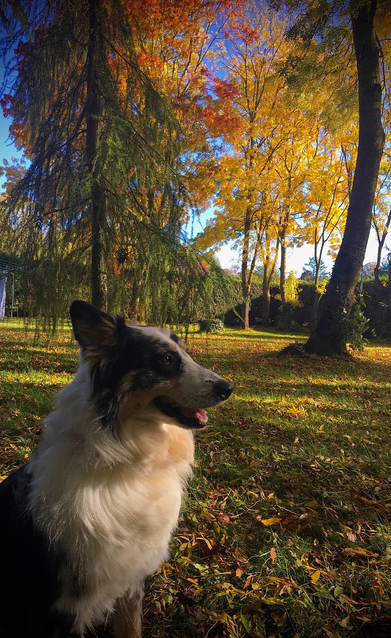 Inzo participe au concours pour gagner de l'argent avec cette photo : autumn, border_collie, branch, canidae, carnivore, collie, dog, dog_breed, forest, grass, leaf, mammal, plant, rough_collie, sky, sunlight, tree, vertebrate, woodland, woody_plant