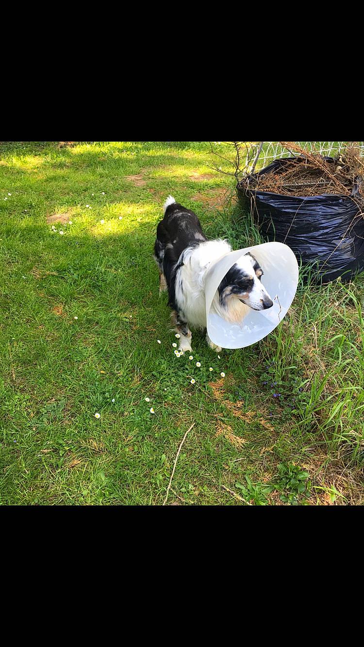 Inzo participe au concours pour gagner de l'argent avec cette photo : australian_shepherd, canidae, carnivore, companion_dog, dog, dog_breed, grass, lawn, mammal, non_sporting_group, plant, puppy, sporting_group, vertebrate