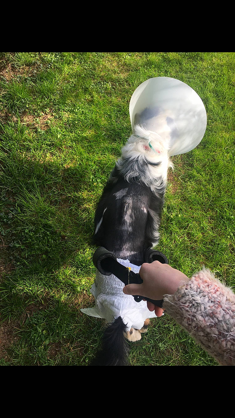 Inzo participe au concours pour gagner de l'argent avec cette photo : canidae, grass, photography, play