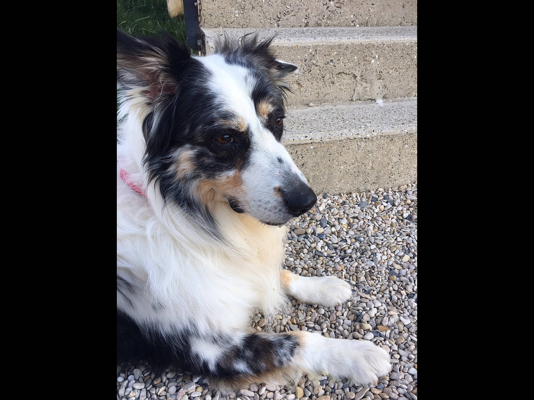 Inzo a rejoint le concours — aidez-le/la à gagner de superbes lots ! australian_collie, australian_shepherd, border_collie, canidae, carnivore, companion_dog, dog, dog_breed, english_shepherd, herding_dog, mammal, miniature_australian_shepherd, rare_breed_dog, scotch_collie, snout, vertebrate, welsh_sheepdog, working_dog