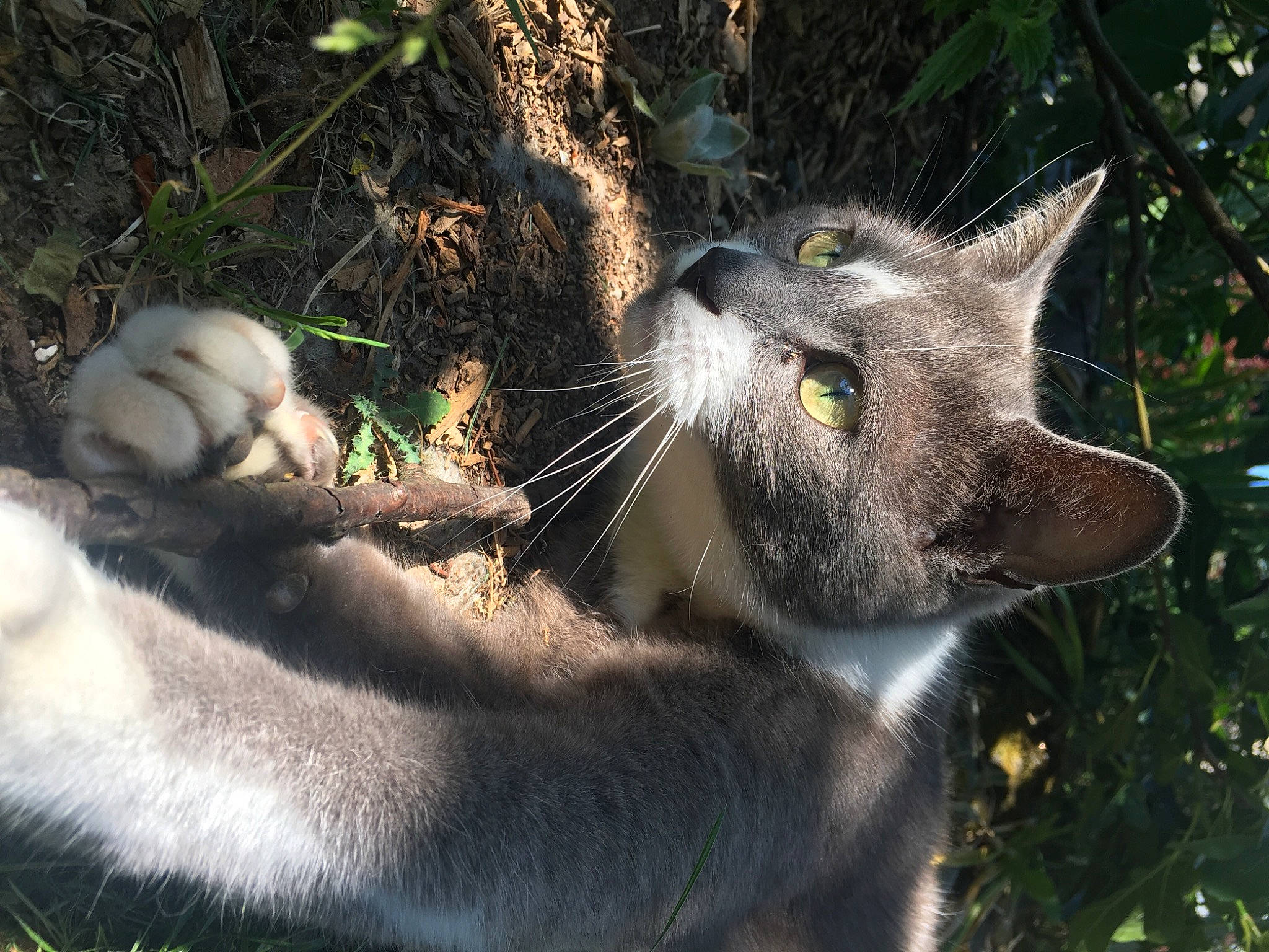 Moly a rejoint le concours — aidez-le/la à gagner de superbes lots ! carnivore, cat, domestic_short_haired_cat, fawn, felidae, fur, grass, mammal, organism, plant, small_to_medium_sized_cats, snout, vertebrate, whiskers, wild_cat, wildlife