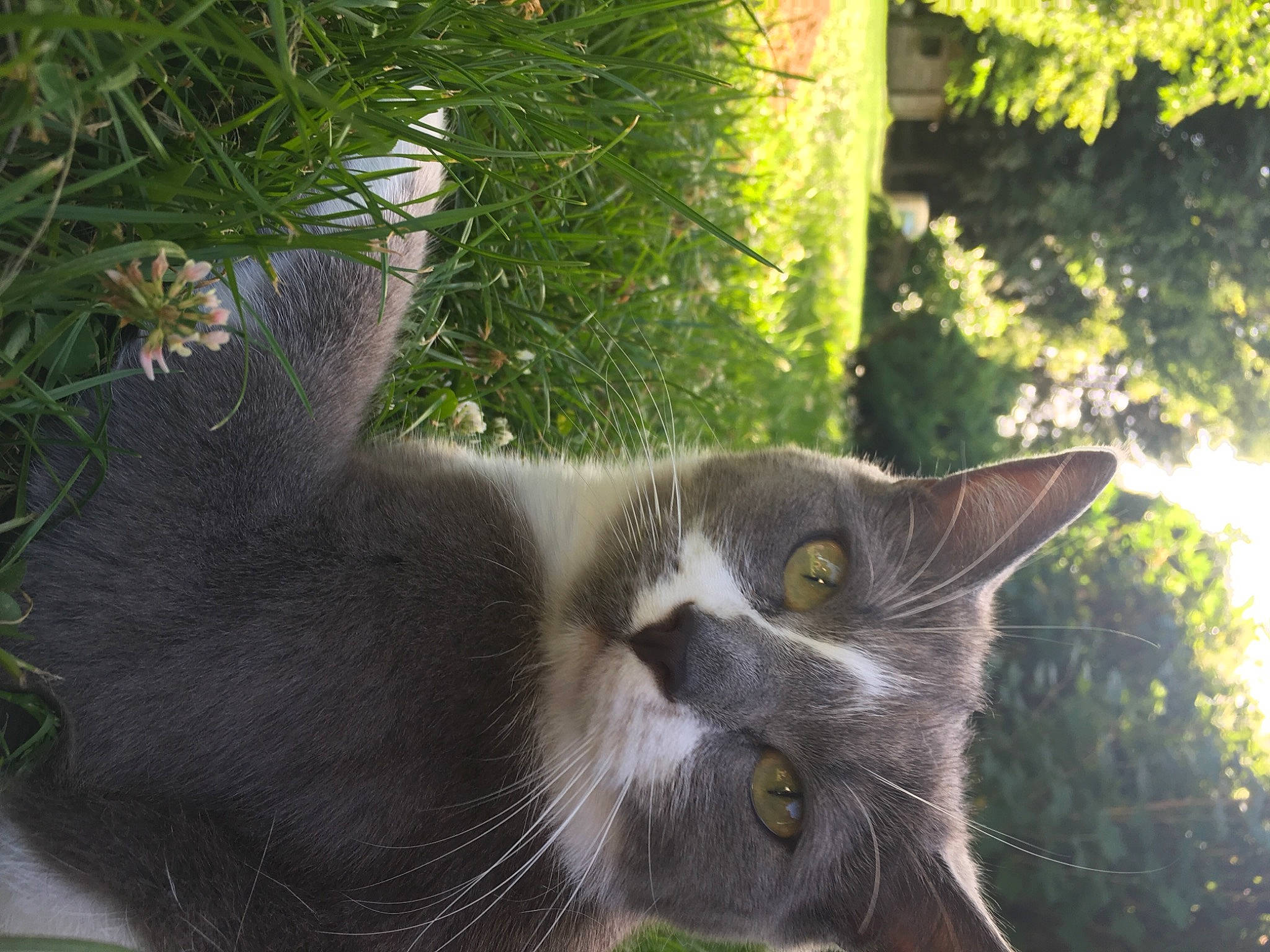 Moly participe au concours pour gagner de l'argent avec cette photo : carnivore, cat, chartreux, domestic_short_haired_cat, european_shorthair, eye, felidae, fur, grass, nebelung, organism, plant, polydactyl_cat, small_to_medium_sized_cats, snout, tail, tree, whiskers, wild_cat