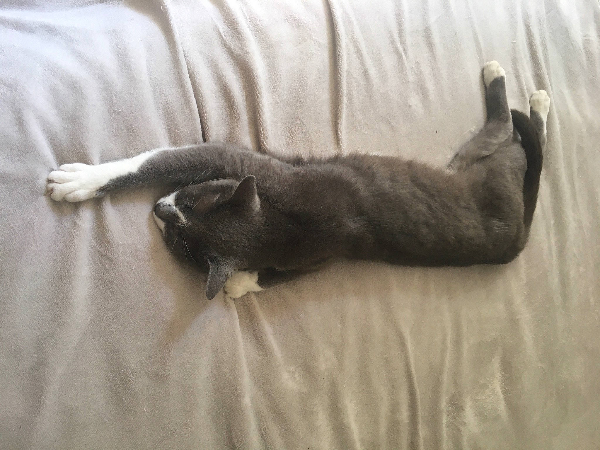 Moly a rejoint le concours — aidez-le/la à gagner de superbes lots ! british_shorthair, carnivore, cat, chartreux, claw, domestic_short_haired_cat, fawn, felidae, fur, korat, paw, russian_blue, small_to_medium_sized_cats, snout, tail, whiskers