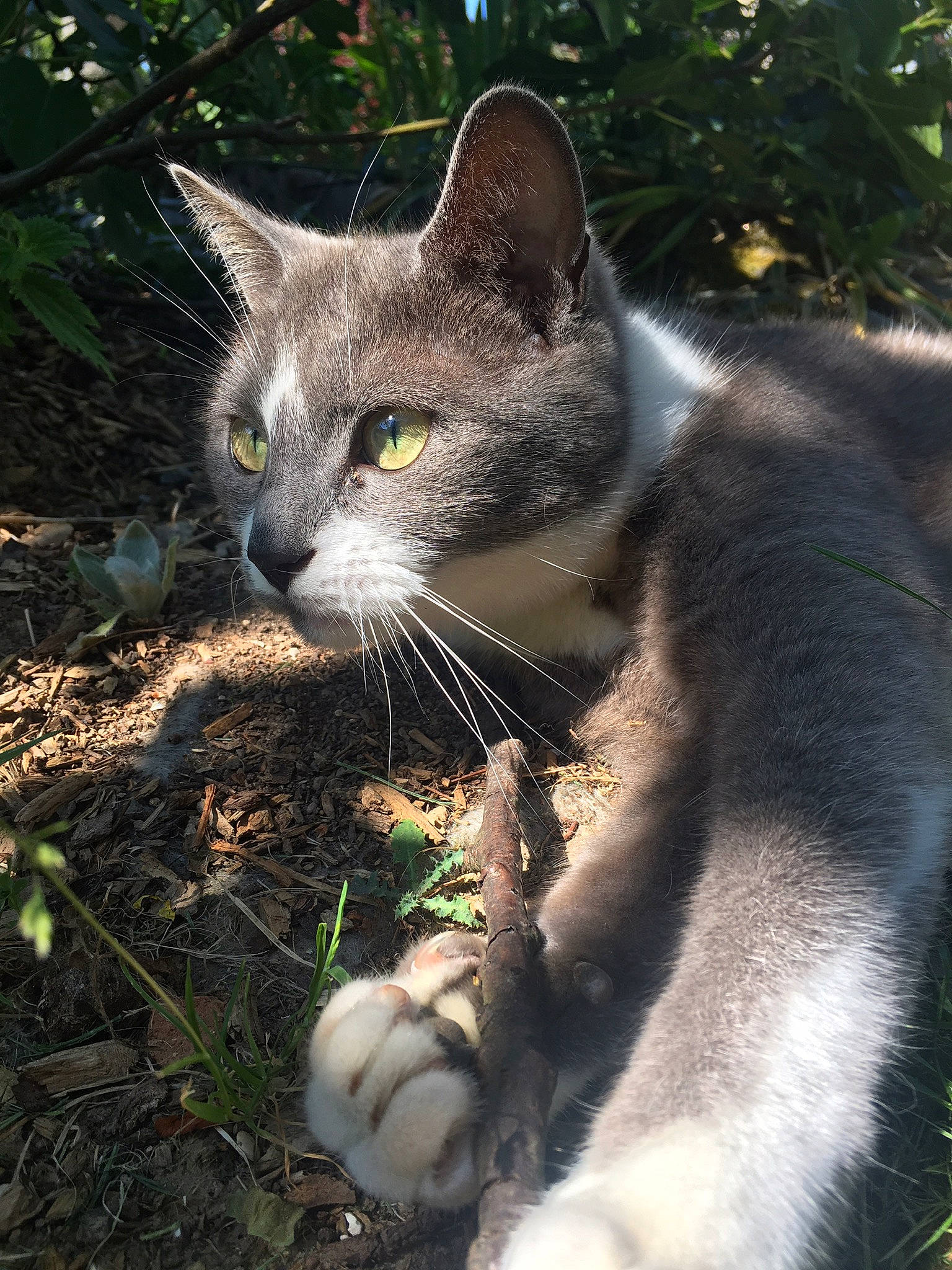 Moly participe au concours pour gagner de l'argent avec cette photo : asian, carnivore, cat, domestic_short_haired_cat, european_shorthair, eye, felidae, fur, grass, mammal, plant, polydactyl_cat, small_to_medium_sized_cats, snout, tree, whiskers, wildlife