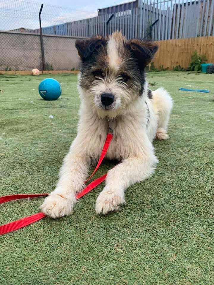 Apple is registered to the contest to win money with this photo: ball, canidae, carnivore, collar, companion_dog, dog, dog_breed, dog_collar, dog_supply, flooring, grass, plant, schnauzer, sky, small_terrier, sporting_group, sports_equipment, standard_schnauzer, terrier, toy_dog