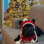 Duke is registered to the contest to win money with this photo: animal, bandana, black_dog, christmas, christmas_tree, couch, cozy, decorations, dog, festive, french_bulldog, gray_couch, hat, holiday_lights, indoors, ornaments, pet, red_bandana, red_hat, winter