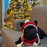 animal, bandana, black_dog, christmas, christmas_tree, couch, cozy, decorations, dog, festive, french_bulldog, gray_couch, hat, holiday_lights, indoors, ornaments, pet, red_bandana, red_hat, winter
