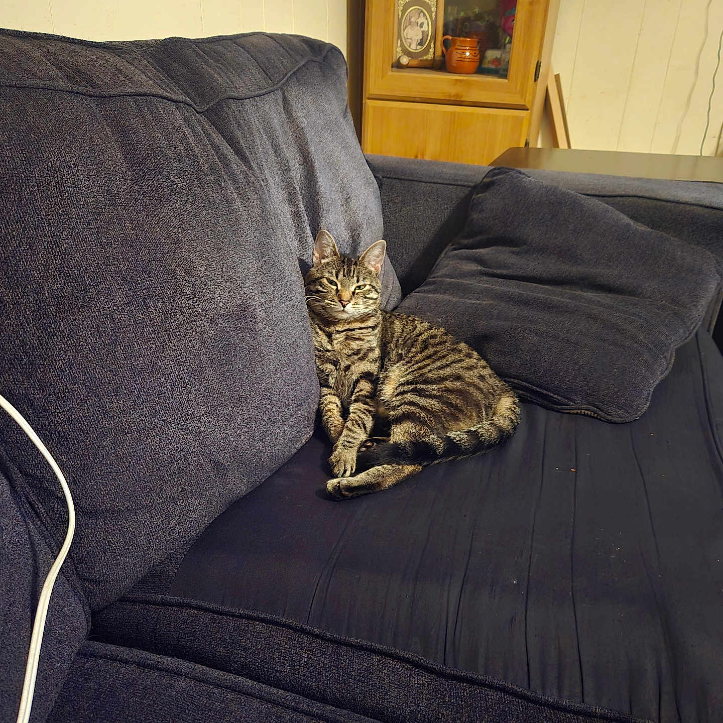 Tiggger is registered to the contest to win money with this photo: animal, cat, comfortable, couch, cozy, domestic, fur, furniture, home, house, indoor, living_room, pet, pillow, relaxed, resting, sofa, striped, tabby, wooden_cabinet