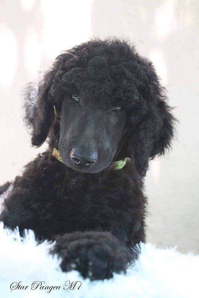 Prydein participe au concours pour gagner de l'argent avec cette photo : canidae, carnivore, companion_dog, dog, dog_breed, fur, mammal, non_sporting_group, pet_supply, poodle, precipitation, snout, snow, sporting_group, standard_poodle, toy_dog, water_dog, winter, working_animal, working_dog