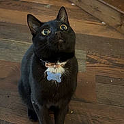Donny joined the competition — help win amazing prizes! black_cat, cat, pet, indoor, wooden_floor, collar, tag, curious, sitting, wide_eyes, feline, whiskers, ears, domestic_animal, looking_up, fur, animal, mammal, companion, cute