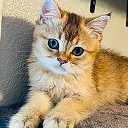 Leon joined the competition — help win amazing prizes! cat, kitten, pet, feline, blue_eyes, paws, whiskers, fluffy, close_up, portrait, indoor, cozy, young, adorable, beige_fur, shelf, crouching, nose, soft_texture, looking_at_camera