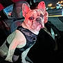 dog, french_bulldog, pet, car, night, harness, seat, person, window, lights, indoor, animal, companion, transportation, canine, closeup, portrait, sitting, vehicle, dark