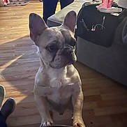 Duke is registered to the contest to win money with this photo: dog, french_bulldog, indoor, wooden_floor, couch, paws, pet, animal, curious, standing, furniture, leash, shadow, person, sneakers, cup, table, living_room, casual, domestic