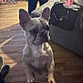 dog, french_bulldog, indoor, wooden_floor, couch, paws, pet, animal, curious, standing, furniture, leash, shadow, person, sneakers, cup, table, living_room, casual, domestic