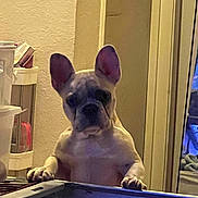Duke is registered to the contest to win money with this photo: animal, container, crate, curious, cute, dog, door, ears, expression, floor, french_bulldog, house, indoor, light, looking, paws, pet, puppy, wall, young
