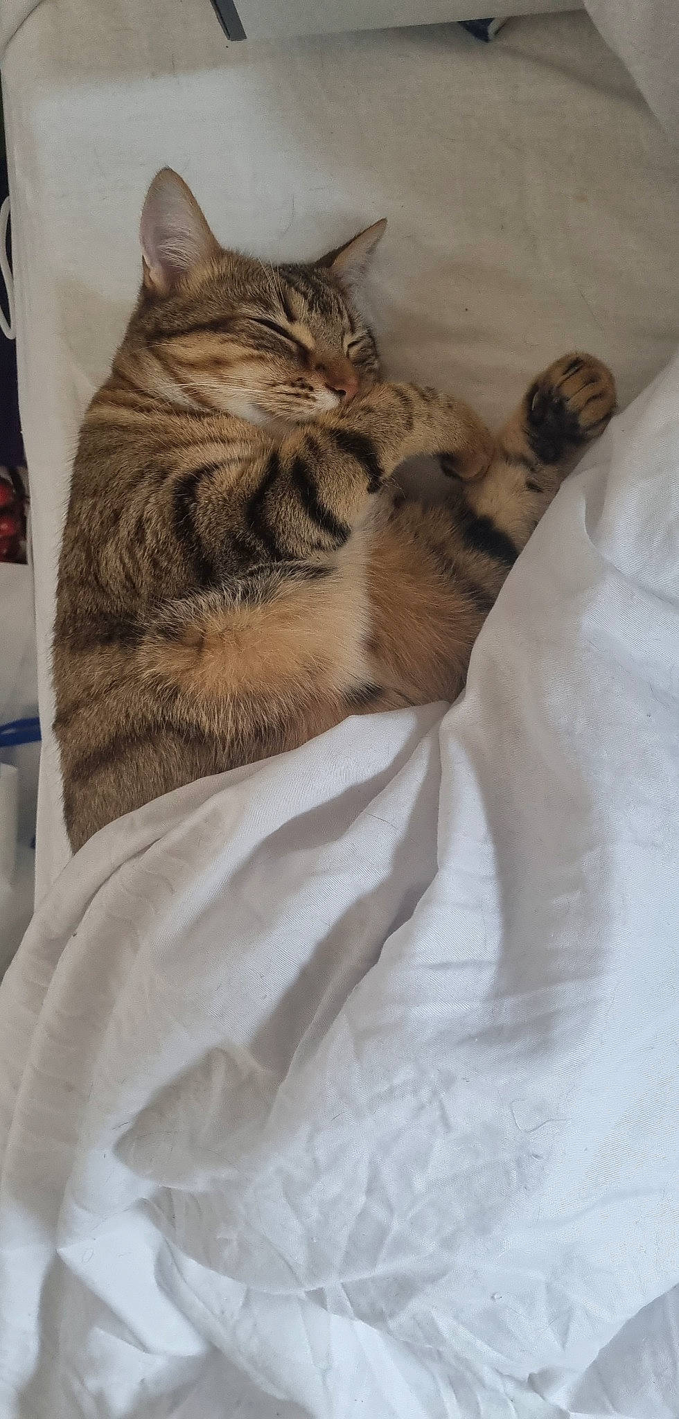 Sunny a rejoint le concours — aidez-le/la à gagner de superbes lots ! bed, bed_sheet, bedding, blanket, carnivore, cat, claw, comfort, domestic_short_haired_cat, duvet, felidae, fur, linens, nap, paw, room, small_to_medium_sized_cats, tail, terrestrial_animal, whiskers