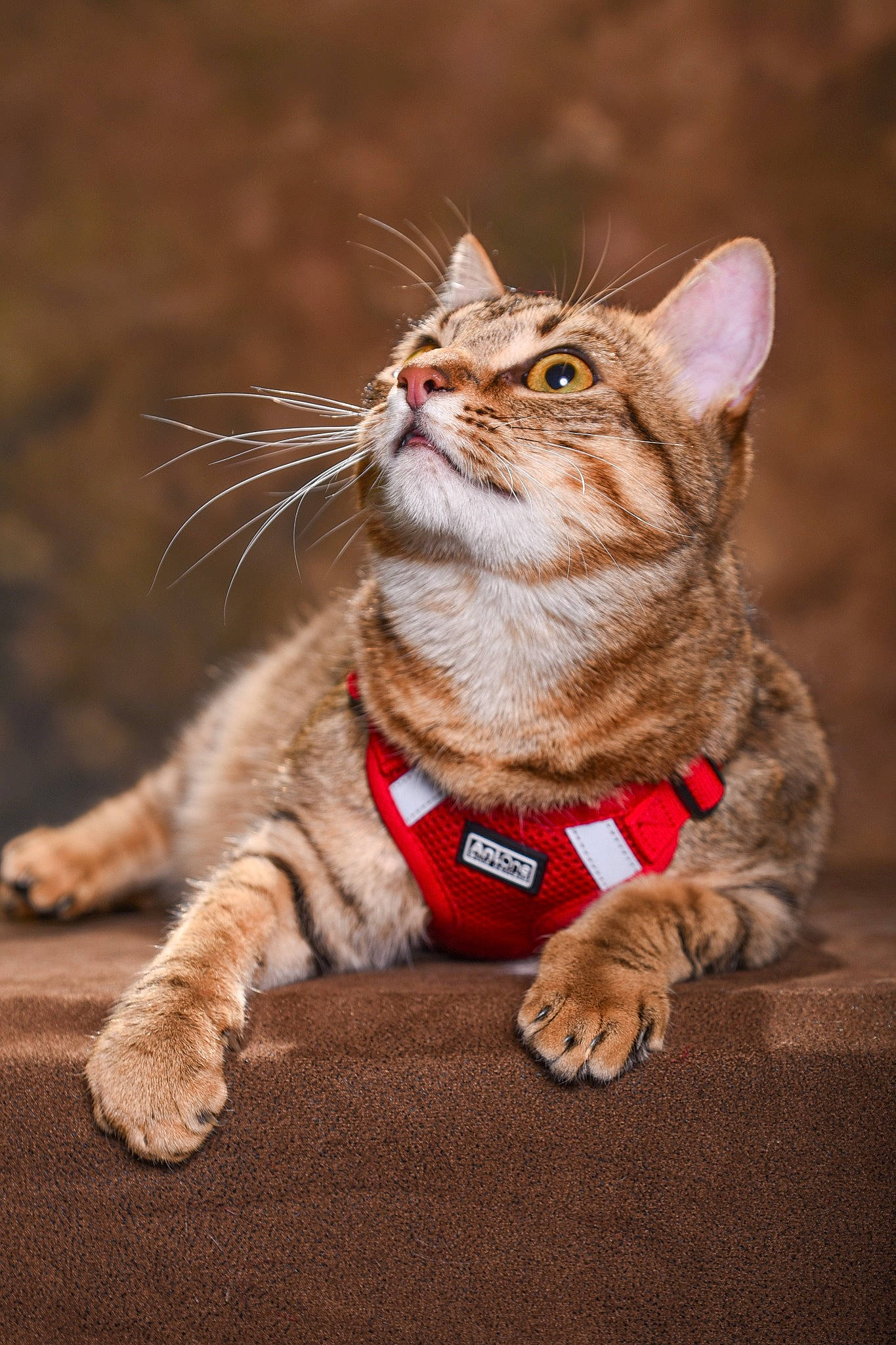 Sunny participe au concours pour gagner de l'argent avec cette photo : carnivore, cat, claw, domestic_short_haired_cat, fawn, felidae, fur, leash, paw, sitting, small_to_medium_sized_cats, snout, tail, terrestrial_animal, tree, whiskers, wildlife, wood