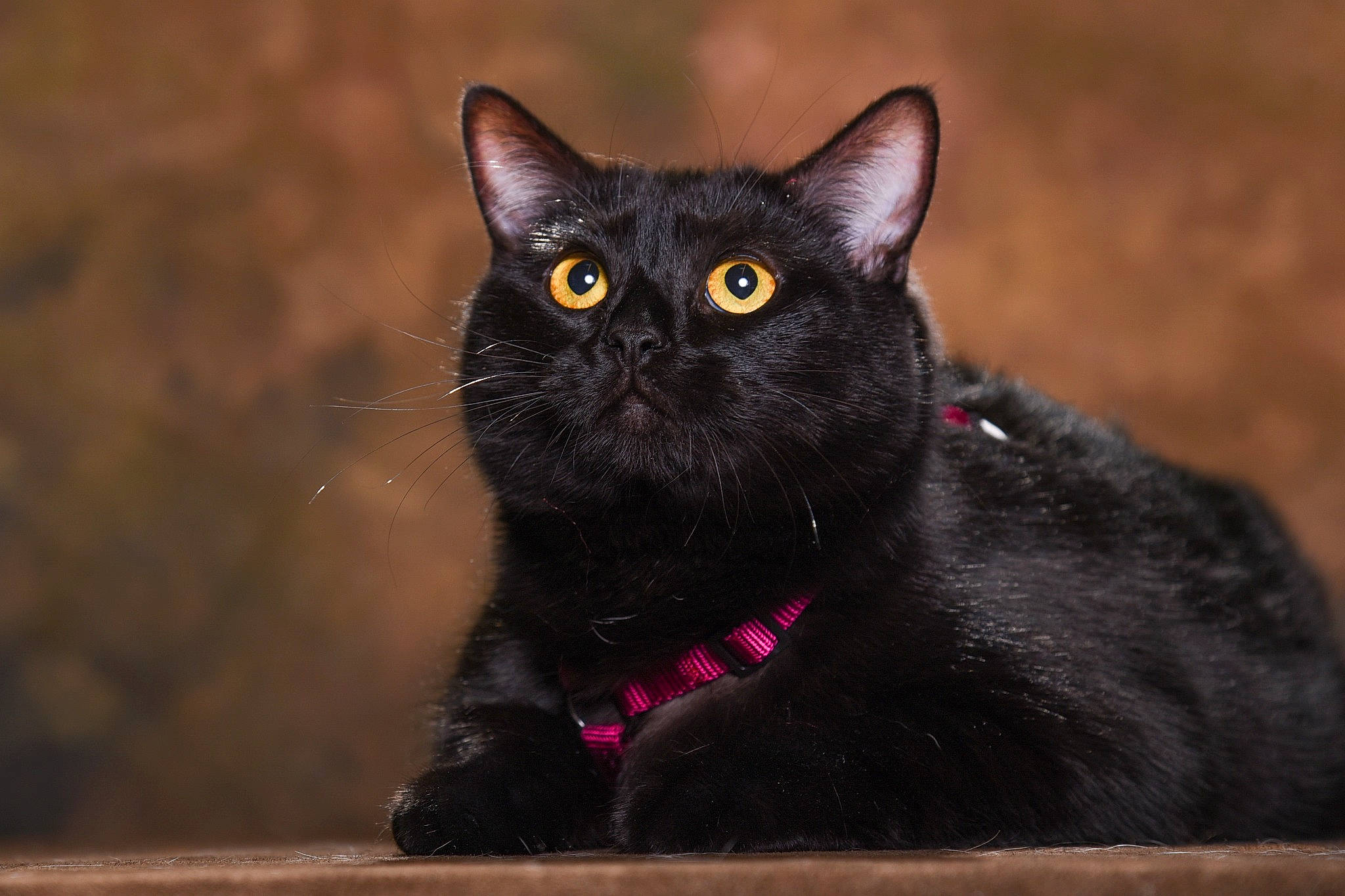 Lipstick participe au concours pour gagner de l'argent avec cette photo : black_cat, bombay, carnivore, cat, domestic_short_haired_cat, felidae, fur, iris, small_to_medium_sized_cats, snout, terrestrial_animal, whiskers