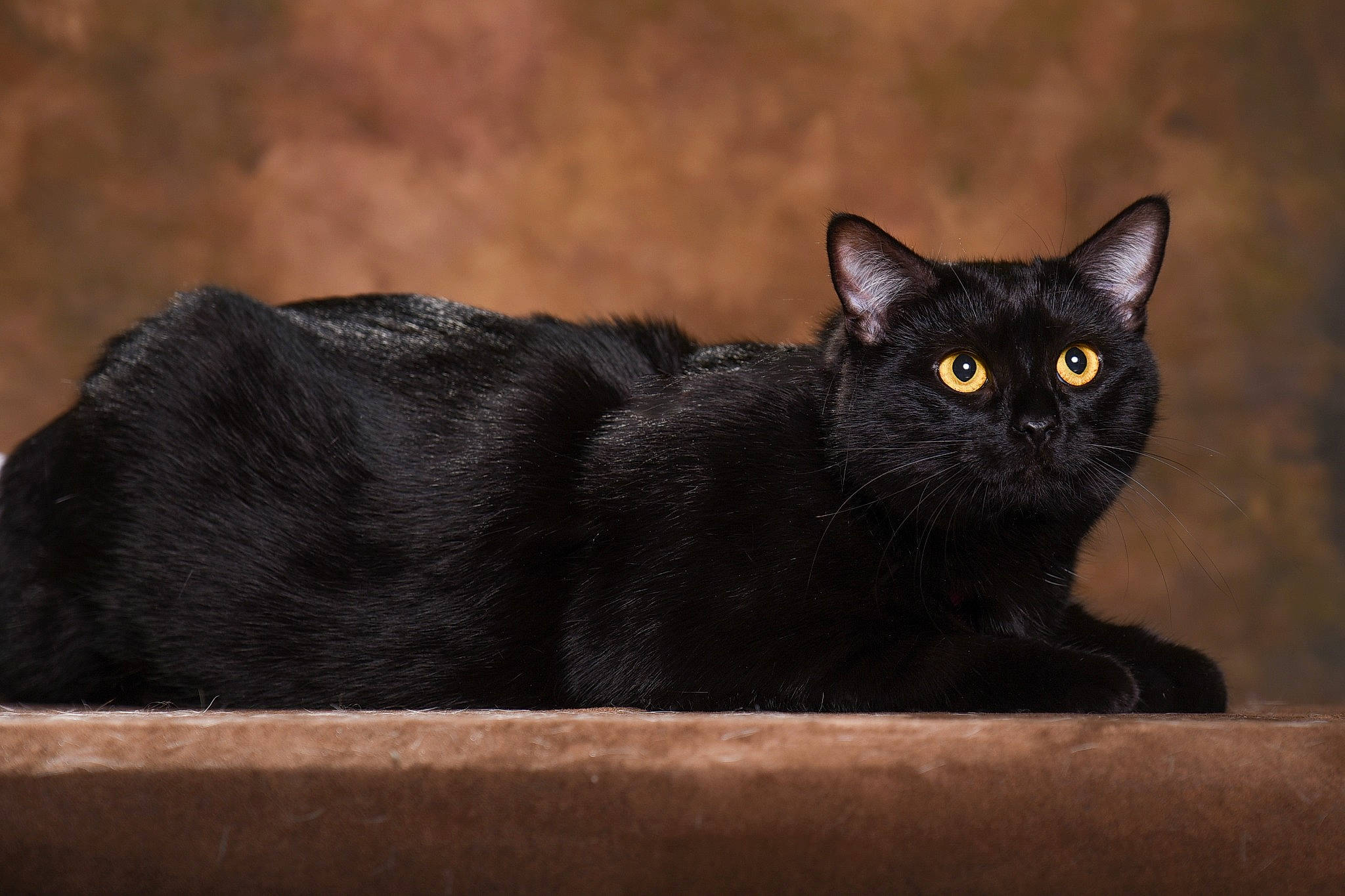 Lipstick a rejoint le concours — aidez-le/la à gagner de superbes lots ! black_cat, bombay, carnivore, cat, domestic_short_haired_cat, eye, felidae, fur, grass, grey, sitting, small_to_medium_sized_cats, snout, tail, terrestrial_animal, tree, whiskers, wildlife, wood