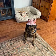 Penny Lane is registered to the contest to win money with this photo: dog, crown, pet_accessory, indoor, wood_floor, rug, furniture, dog_bed, decor, necklace, brown_dog, pet, animal, home, flooring, patterned_rug, wooden_cabinet, cabinet, pink_crown, beads
